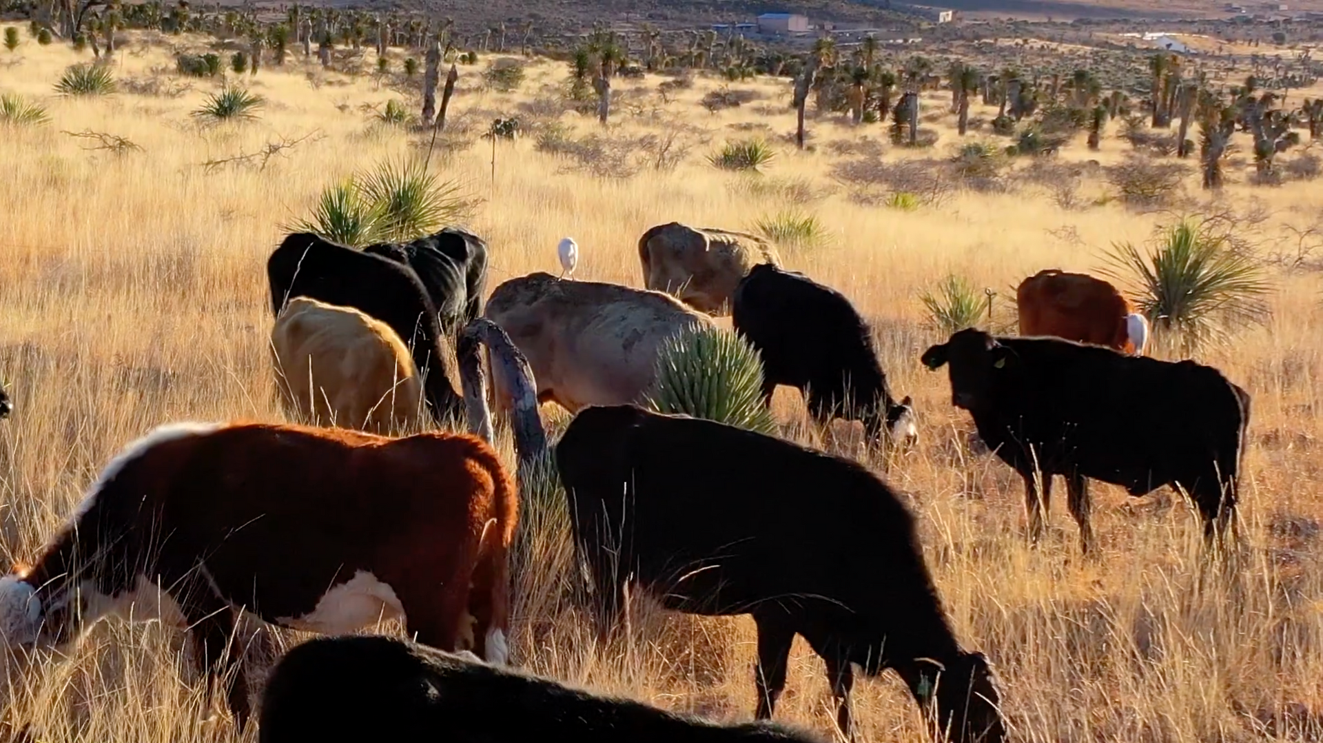 Cargar video: 